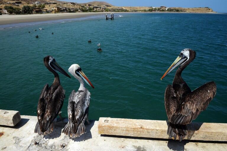 Pelicans roost on a fishermen pier in the coast of Piura region, in northern Peru on September 29, 2015. AFP PHOTO/CRIS BOURONCLE / AFP / CRIS BOURONCLE