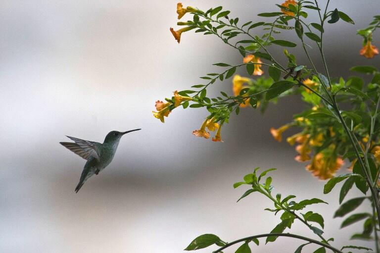 A hummingbird flies close to a flower during the Birding Rally Challenge at "Aguas Calientes" Cuzco on December 05, 2012. The Birding Rally Challenge is a competition, involving teams of well known birders, where participants must cover the greatest number of habitats within a relative small geographical area and in a limited amount of time, allowing them to appreciate the biodiversity of Peru.  AFP PHOTO/ERNESTO BENAVIDES / AFP / ERNESTO BENAVIDES