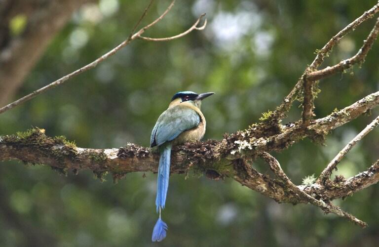 A Highland Motmot (Momotus aequatorialis) stands on a tree during the Birding Rally Challenge at "Aguas Calientes" Cuzco on December 05, 2012. The Birding Rally Challenge is a competition, involving teams of well known birders, where participants must cover the greatest number of habitats within a relative small geographical area and in a limited amount of time, allowing them to appreciate the biodiversity of Peru.  AFP PHOTO/ERNESTO BENAVIDES / AFP / ERNESTO BENAVIDES