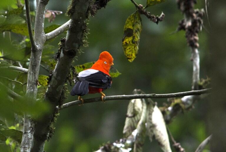 An Andean Cock of the Rocks stands on a tree during the Birding Rally Challenge at "Aguas Calientes" Cuzco on December 05, 2012. The Birding Rally Challenge is a competition, involving teams of well known birders, where participants must cover the greatest number of habitats within a relative small geographical area and in a limited amount of time, allowing them to appreciate the biodiversity of Peru.  AFP PHOTO/ERNESTO BENAVIDES / AFP / ERNESTO BENAVIDES