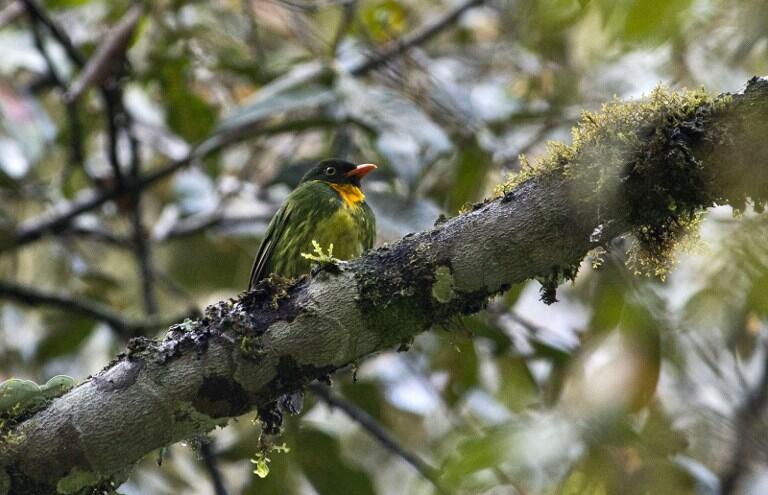 A Masked Fruiteater (Pipreola pulchra) stands on a tree during the Birding Rally Challenge at "Aguas Calientes" near the Machu Picchu sanctuary in Cuzco on December 05, 2012. The Birding Rally Challenge is a competition, involving teams of well known birders, where participants must cover the greatest number of habitats within a relative small geographical area and in a limited amount of time, allowing them to appreciate the biodiversity of Peru.  AFP PHOTO/ERNESTO BENAVIDES / AFP / ERNESTO BENAVIDES