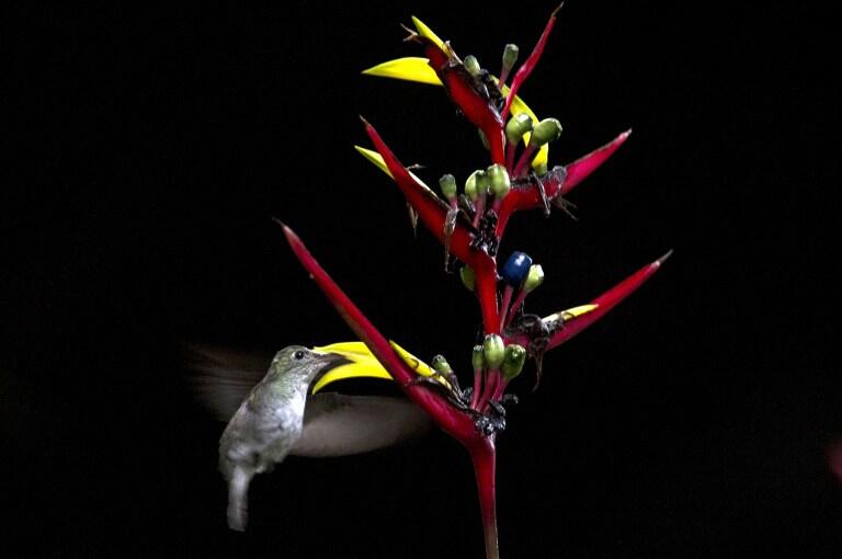 A hummingbird flies arround a flower during the Birding Rally Challenge at "Aguas Calientes" near the Machu Picchu sanctuary in Cuzco on December 05, 2012. The Birding Rally Challenge is a competition, involving teams of well known birders, where participants must cover the greatest number of habitats within a relative small geographical area and in a limited amount of time, allowing them to appreciate the biodiversity of Peru.  AFP PHOTO/ERNESTO BENAVIDES / AFP / ERNESTO BENAVIDES