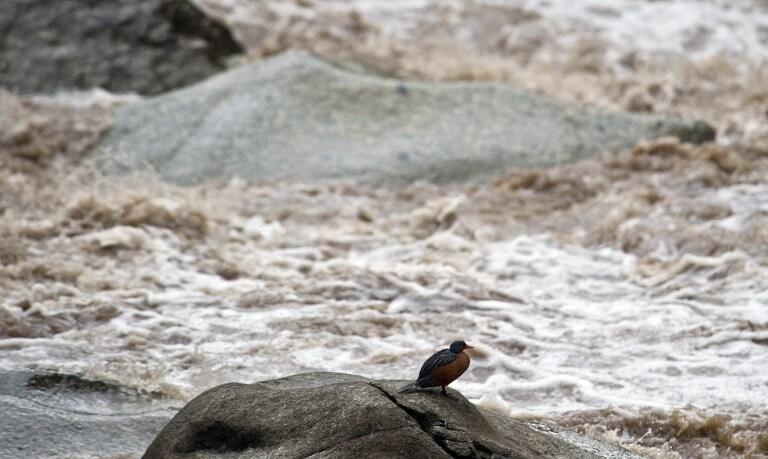 A Merganetta armata female stands on a rock in front of the Vilcanota river during the Birding Rally Challenge at "Aguas Calientes" near the Machu Picchu sanctuary in Cuzco on December 05, 2012. The Birding Rally Challenge is a competition, involving teams of well known birders, where participants must cover the greatest number of habitats within a relative small geographical area and in a limited amount of time, allowing them to appreciate the biodiversity of Peru.  AFP PHOTO/ERNESTO BENAVIDES / AFP / ERNESTO BENAVIDES