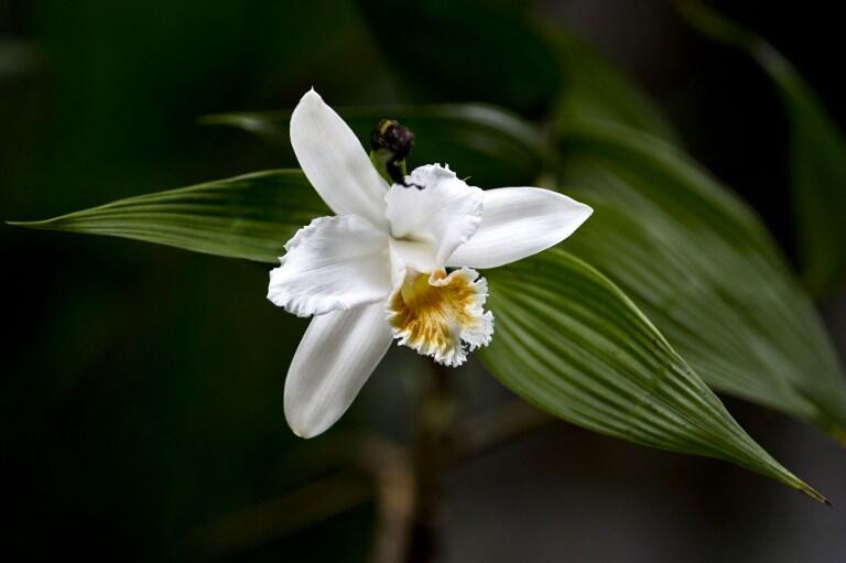 An orchid is seen during the Birding Rally Challenge at "Aguas Calientes" near the Machu Picchu sanctuary in Cuzco on December 05, 2012. The Birding Rally Challenge is a competition, involving teams of well known birders, where participants must cover the greatest number of habitats within a relative small geographical area and in a limited amount of time, allowing them to appreciate the biodiversity of Peru.  AFP PHOTO/ERNESTO BENAVIDES / AFP / ERNESTO BENAVIDES