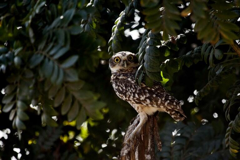 Handout picture released in Lima by the Peruvian Commission for the Promotion of Export and Tourism (PROMPERU), showing an owl spotted during the Birding Rally Challenge taking place in the northern Peruvian mountain jungle close to the city of Tarapoto on June 11, 2013. With luscious surroundings and variety of fauna Peru bets to lift tourism to this Amazonia area and help local communities to care for their environment. AFP PHOTO/PROMPERU/HO    RESTRICTED TO EDITORIAL USE - MANDATORY CREDIT "AFP PHOTO / PROMPERU / HO" - NO MARKETING NO ADVERTISING CAMPAIGNS - DISTRIBUTED AS A SERVICE TO CLIENTS / AFP / PROMPERU / HO