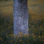 TEHACHAPI, CA - MARCH 4: Wildflowers are seen among oak trees at dusk near California State Route 223 on March 4, 2016 west of Tehachapi, California. Despite hopes that the major El Nino effect would bring drought-busting rains to southern California, the storms have been missing the region, delivering only half the rain of a normal year. After a brief period of heavy rain in January, Southern California experienced one of the hottest Februarys ever recorded, prompting early scenic wildflower blooms in several desert and foothill regions.   David McNew/Getty Images/AFP