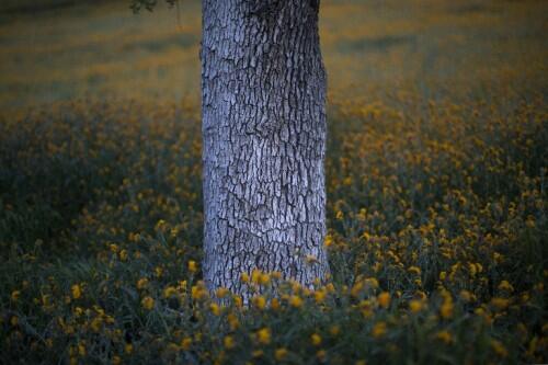 TEHACHAPI, CA - MARCH 4: Wildflowers are seen among oak trees at dusk near California State Route 223 on March 4, 2016 west of Tehachapi, California. Despite hopes that the major El Nino effect would bring drought-busting rains to southern California, the storms have been missing the region, delivering only half the rain of a normal year. After a brief period of heavy rain in January, Southern California experienced one of the hottest Februarys ever recorded, prompting early scenic wildflower blooms in several desert and foothill regions.   David McNew/Getty Images/AFP