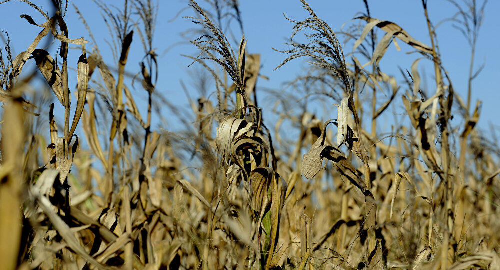 Variedades silvestres de cultivos alimentarios están en peligro, alerta nuevo estudio