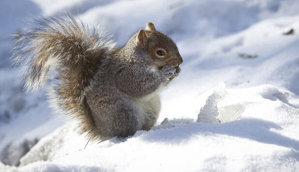 Squirrels show flexibility and persistence when foraging