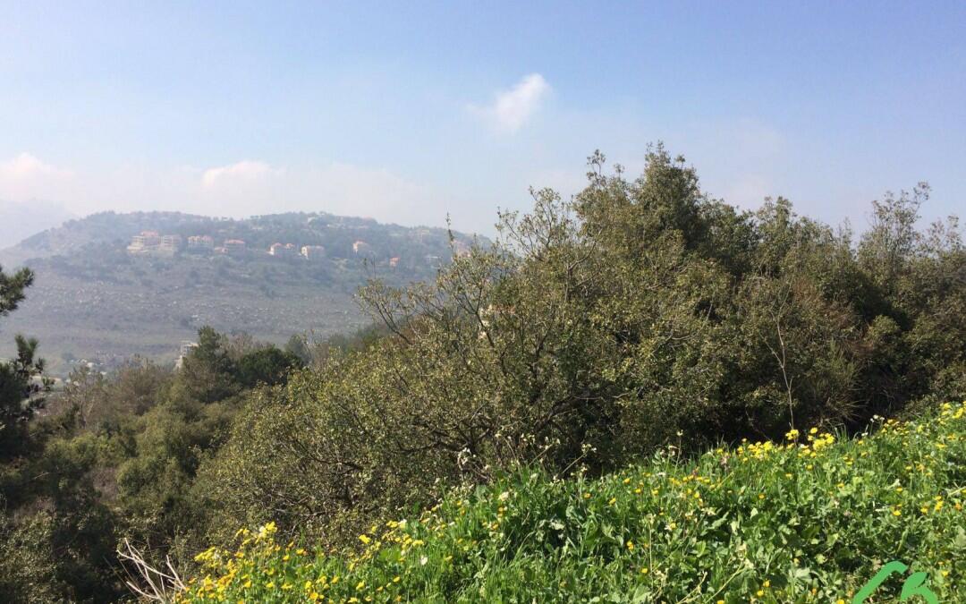 Les fleurs du printemps commencent à fleurir au Liban …