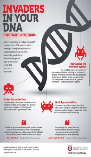 Ancient viral invaders in our DNA help fight today’s infections