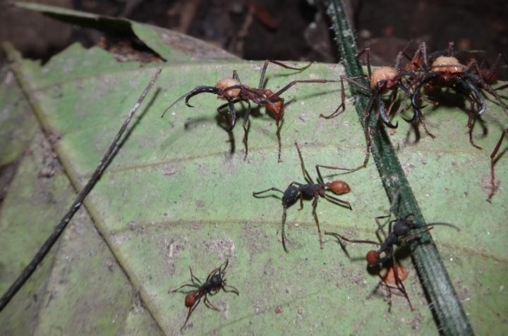 Army ants evolve to regain sight and more in return to surface