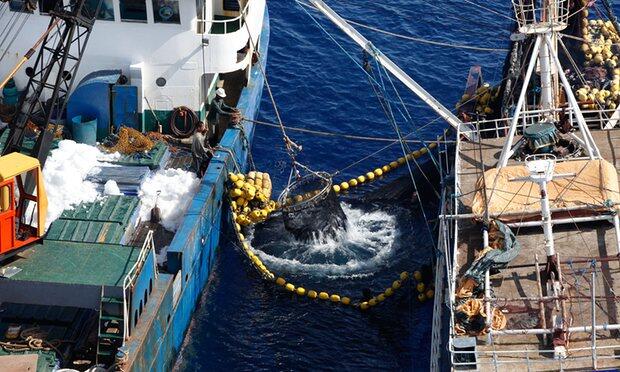 Illegal fishing worth $600m in the Pacific amounts to ‘daylight robbery’