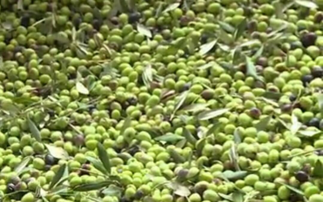 Climate change threatens Tunisia olive farming