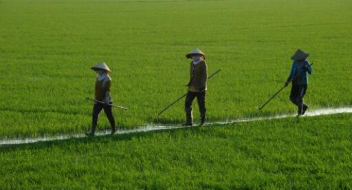 Vietnam: sécheresse et salinisation record dans le delta du Mékong