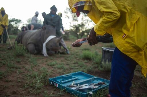 Afrique du Sud: une armée privée défend un ranch de rhinocéros