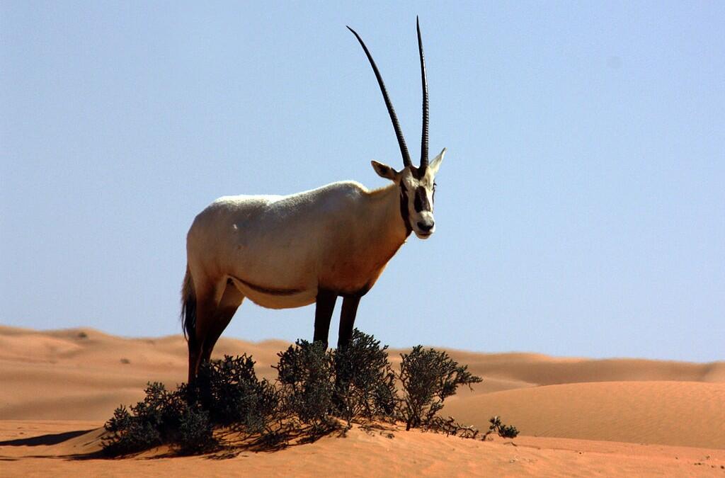 Interested in Conserving the Arabian oryx and other species? You have to read this…