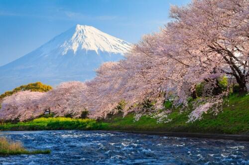 Cherry_Blossom_Mt_Fuji_116381