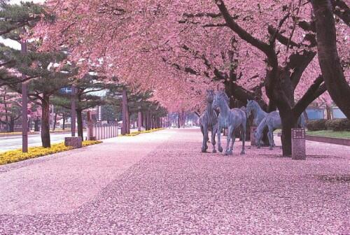 Credit Aomori Prefecture and JNTO - Kanchogai Dori Nicknamed 'Horse Road' Towada Aomori (1)