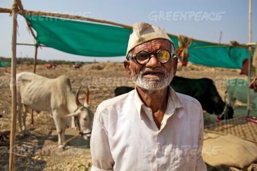 Farmer Arjun Kashinath Kumbad (75) from Borda village, Kalamb taluka in Osmanabad district of Maharashtra at a cattle fodder camp at Andora village. He has around 4 acres in his village and had planted Sorghum (jowar) in the last season. However, the low and untimely rainfall of last year led to the complete loss of the crop. The well in his farm had also run dry and there was nothing he could do to save the crop.  Lack of sufficient fodder and water to his cattle prompted him to take his 5 cows to the cattle camp.