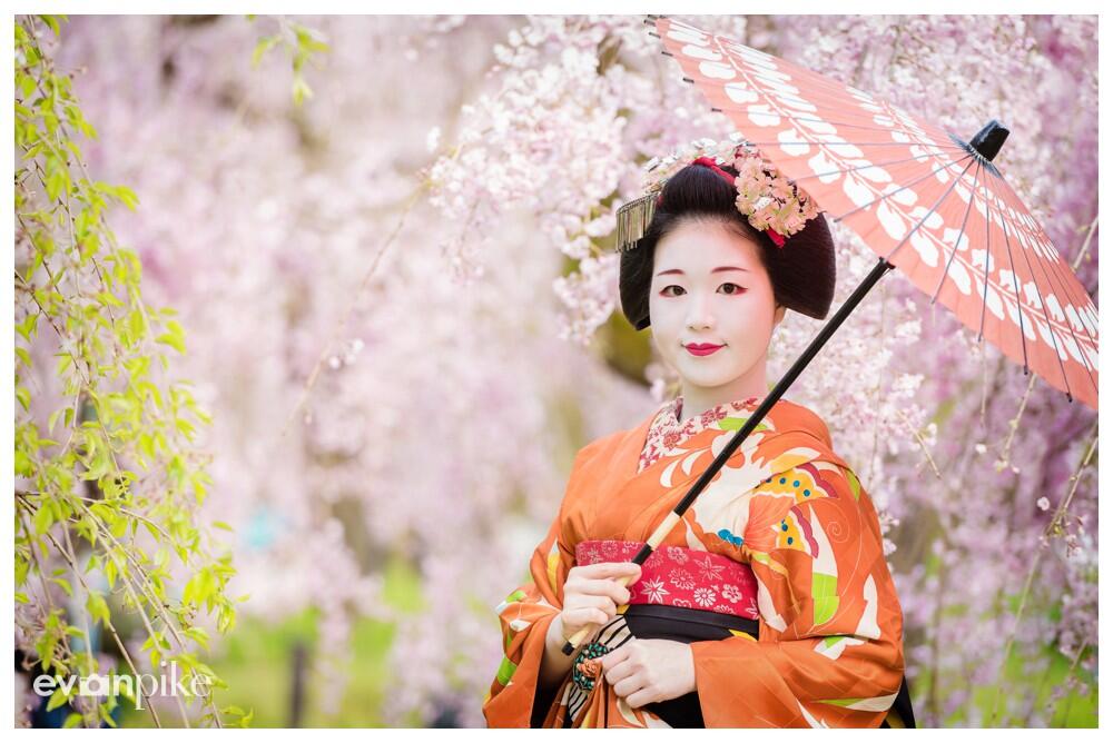 Cherry Blossom Celebrated in the “Hanami” Tradition in Japan