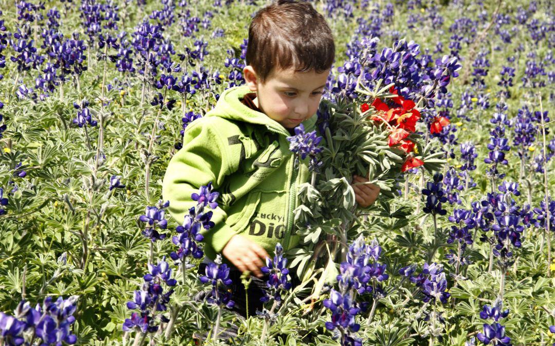 Los lupinos silvestre, campos el icono de la primavera