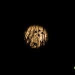 Moon 032016_2696 copy