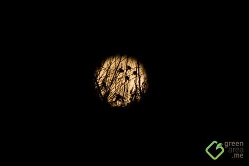 Moon 032016_2696 copy