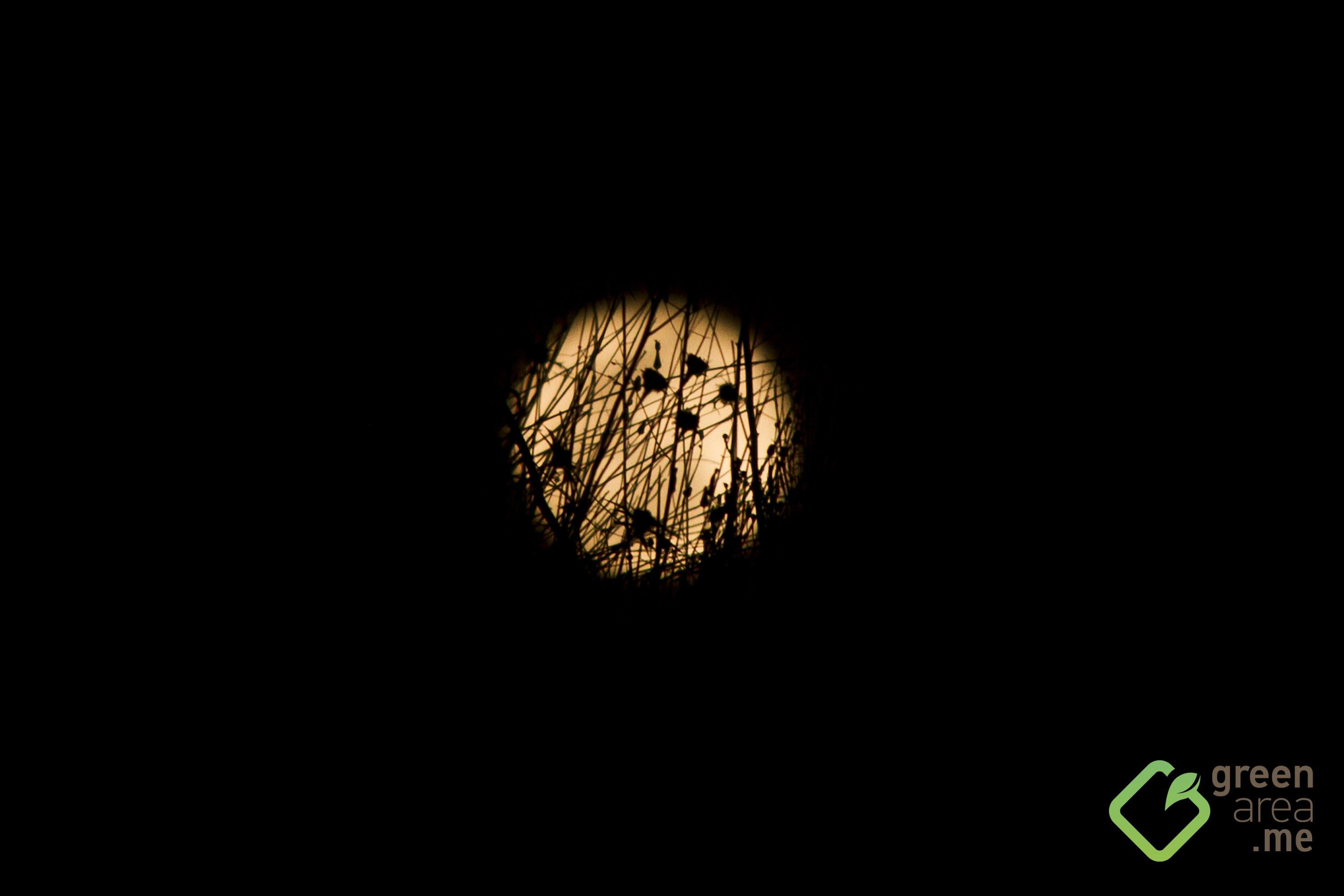 Moon 032016_2696 copy