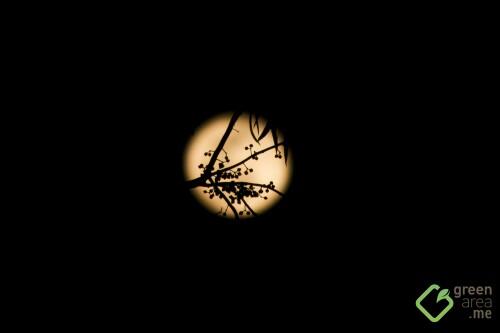 Moon 032016_2707 copy