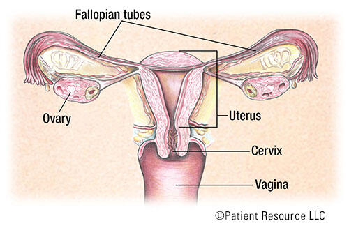 Small peptides attack ovarian cancer on two fronts, research shows