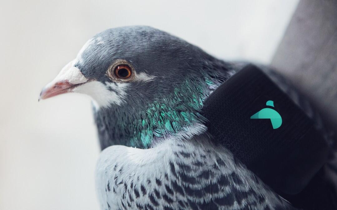 England Using Pigeons To Fight Air Pollution