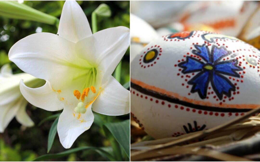 What is the “Easter Lily”? Discover its Beauty in this Season