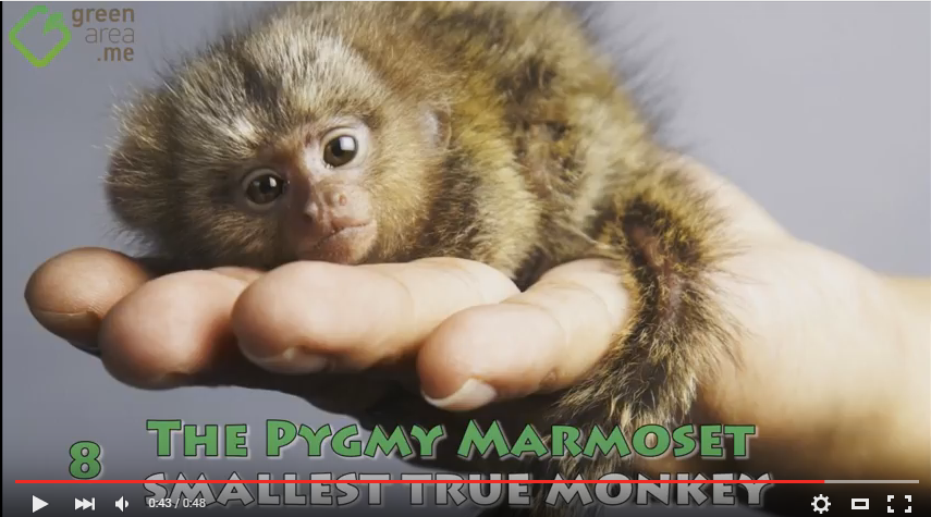 The Smallest Animals in the World