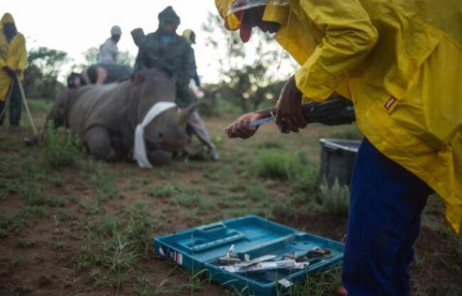 Afrique du Sud: une armée privée défend un ranch de rhinoceros