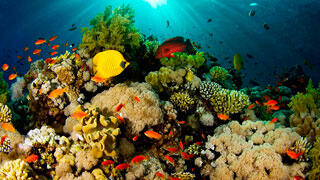 LA ACIDIFICACIÓN DEL OCÉANO ESTÁ FRENANDO EL CRECIMIENTO DE LOS ARRECIFES DE CORAL