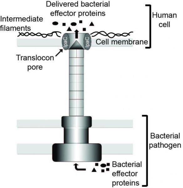 Key step in process of Shigella infection identified