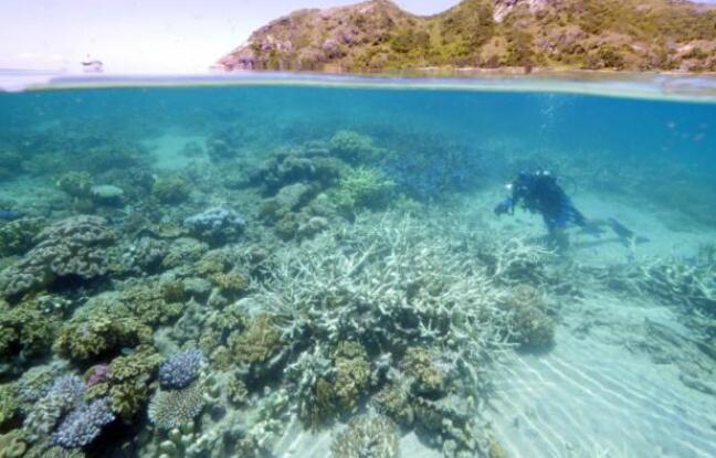 La Grande barrière de corail présente des signes de blanchiment à cause du réchauffement