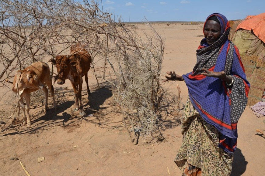 Ethiopie : les agriculteurs ont besoin d’une aide d’urgence pour nourrir le pays frappé par la sécheresse, selon la FAO