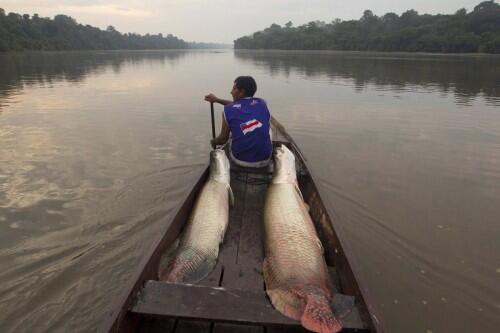 even-those-who-live-in-urban-centers-rely-on-the-amazon-for-agriculture-shelter-traditional-medicines-and-livelihoods