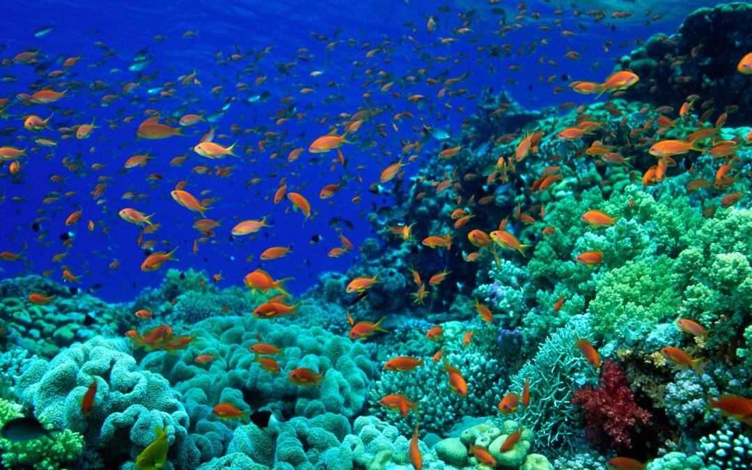 A comprehensive report calls on world leaders to prioritize ocean recovery at COP21