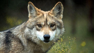 VUELVEN A ESCUCHARSE LOS AULLIDOS DEL LOBO MEXICANO