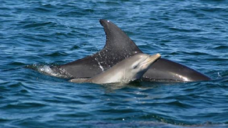 MADRES DELFINES FORMAN “GUARDERÍAS” PARA PROTEGER A SUS CRÍAS