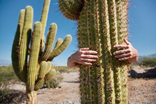 The health impact of cactus