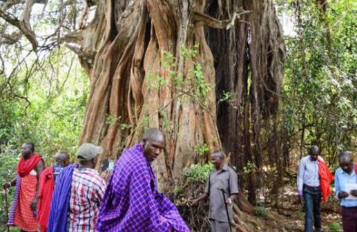 African Countries Launch AFR100 to Restore 100 Million Hectares of Land