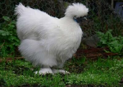 pollos_silkies-3