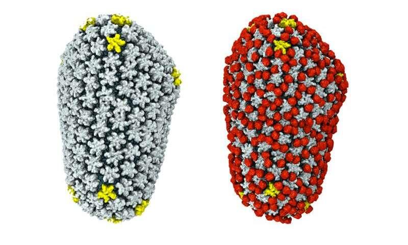 Study offers clearest picture yet of how HIV defeats a cellular defender