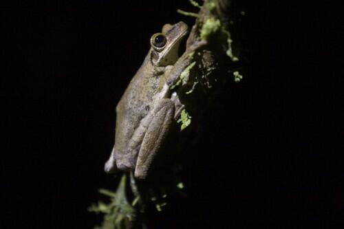 the-forests-dense-canopy-provides-shelter-for-one-in-ten-species-on-the-planet-