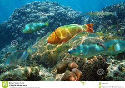 underwater-scenery-caribbean-sea-colorful-shoal-fish-healthy-coral-reef-mayan-riviera-mexico-38677437