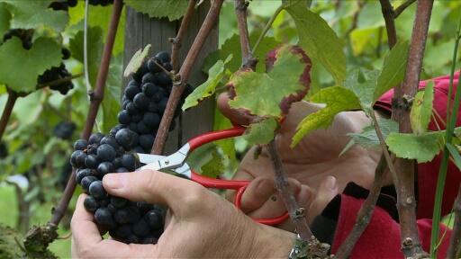 Viticulture: les professionnels mobilisés face au dépérissement du vignoble